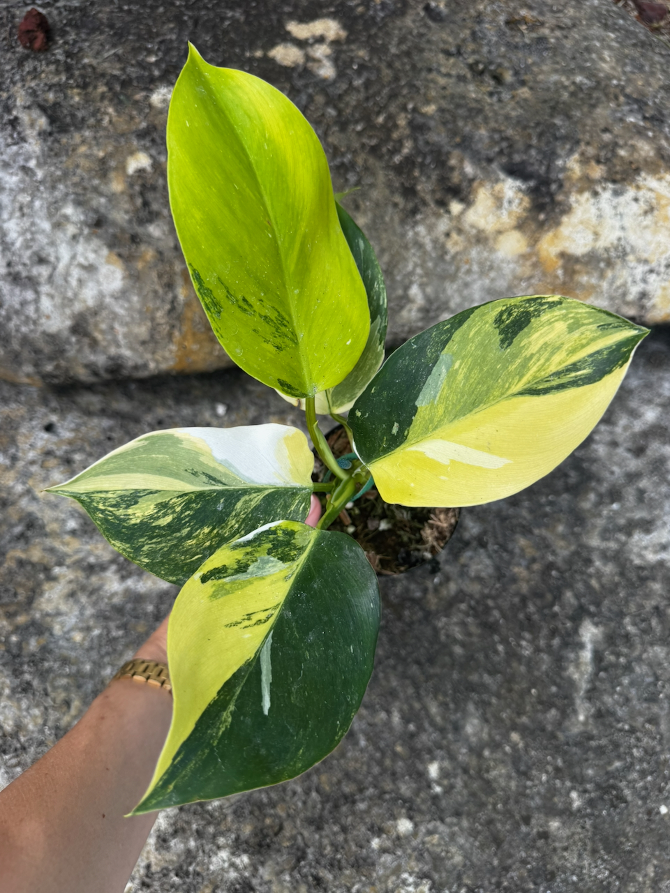 Philodendron White Wizard Tricolor 
