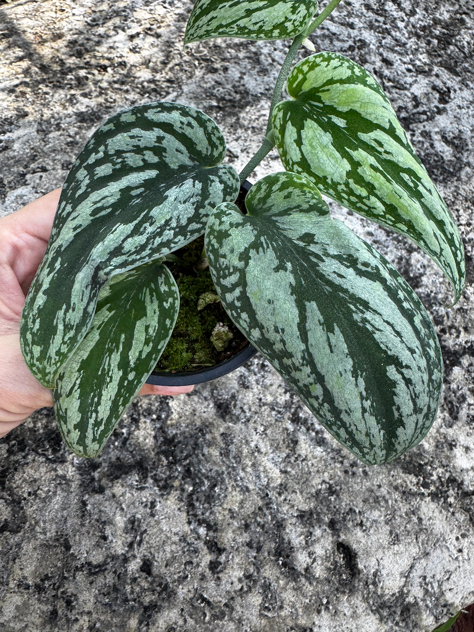 Scindapsus Tricolor 3" Pot