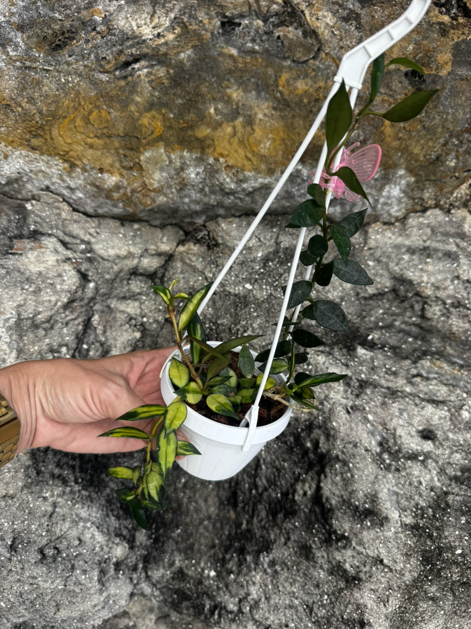 Hoya Lacunosa Variegated 3" Hanging Pot