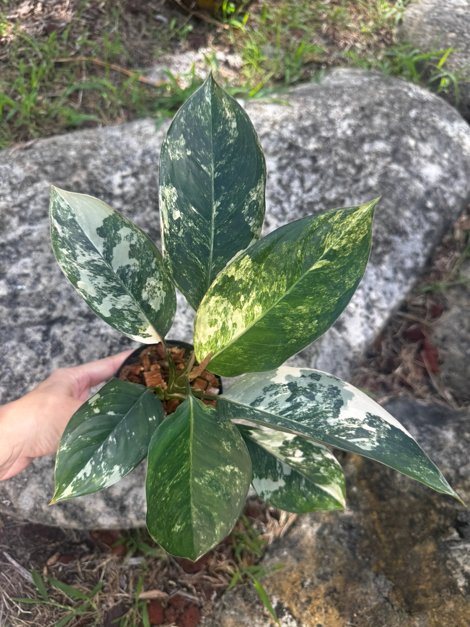 Aglaonema Siam Jade Variegated 4" Pot