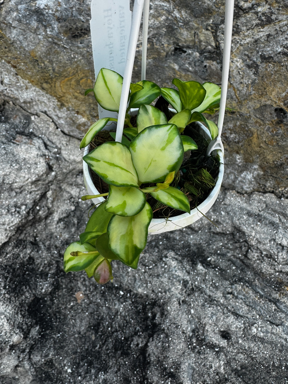 Hoya Heuschkeliana Variegata Hanging Plant
