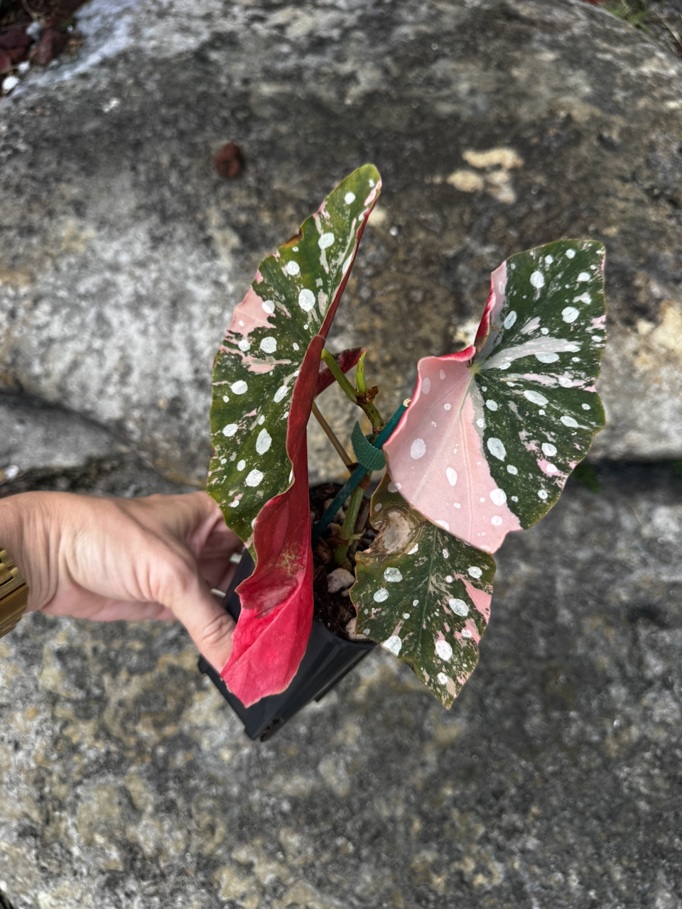 Begonia Maculata Variegated Pink