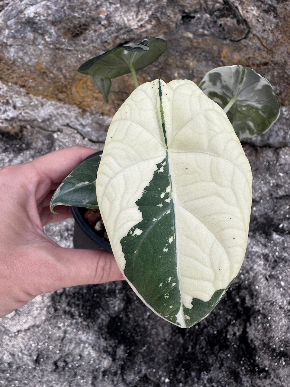 Alocasia Maharani Albo 3" plant