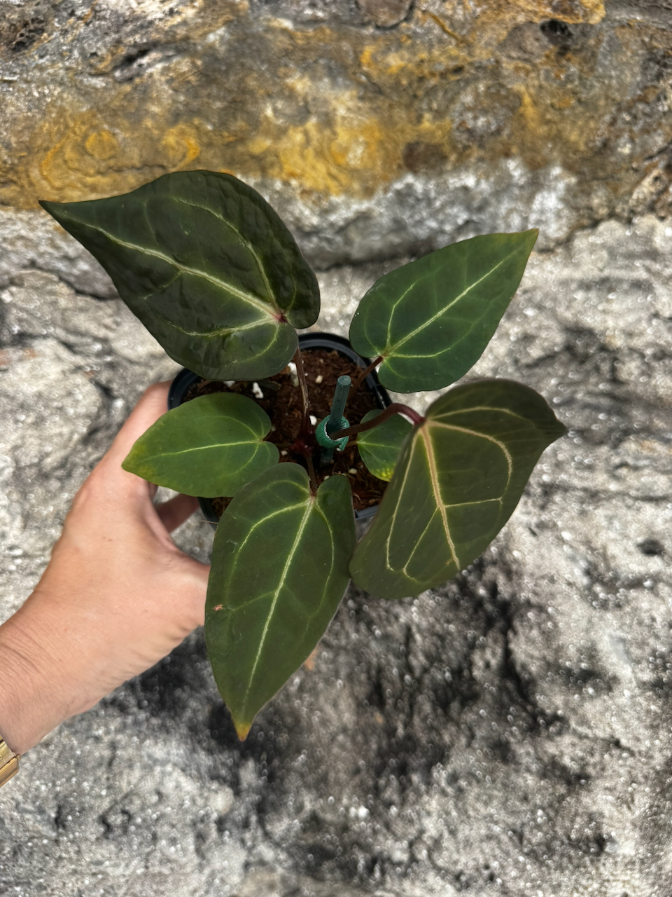 Anthurium Angela x Black Widow Hybrid