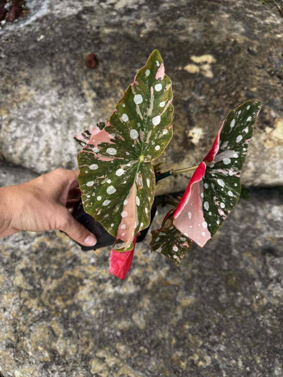 Begonia Maculata Variegated Pink