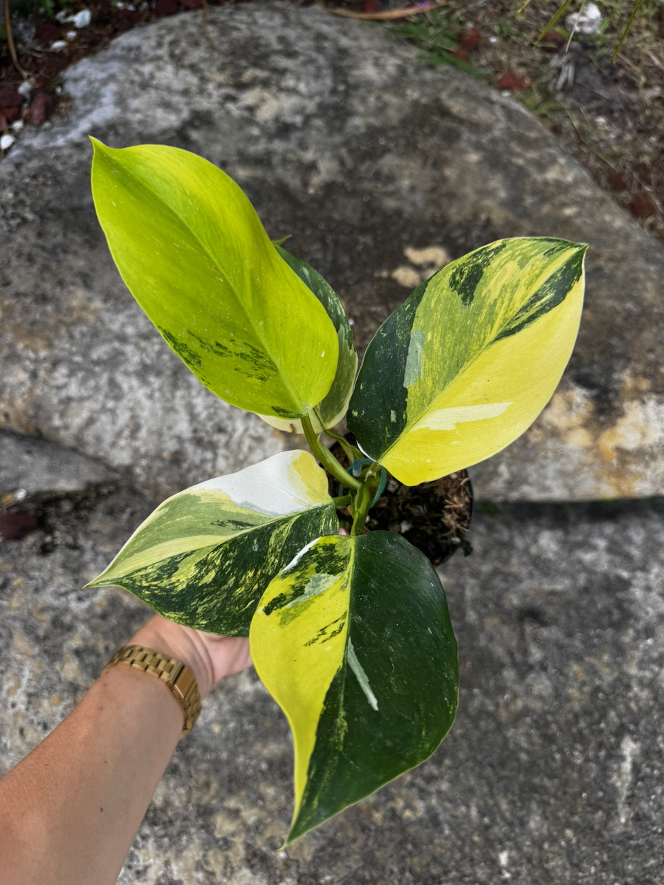 Philodendron White Wizard Tricolor 