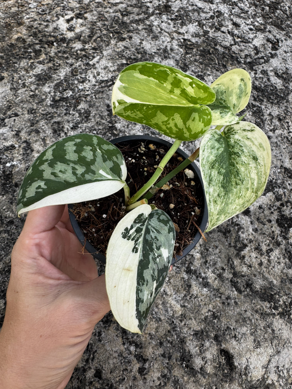Beautifully Variegated Scindapsus Mayari in 3" Pot