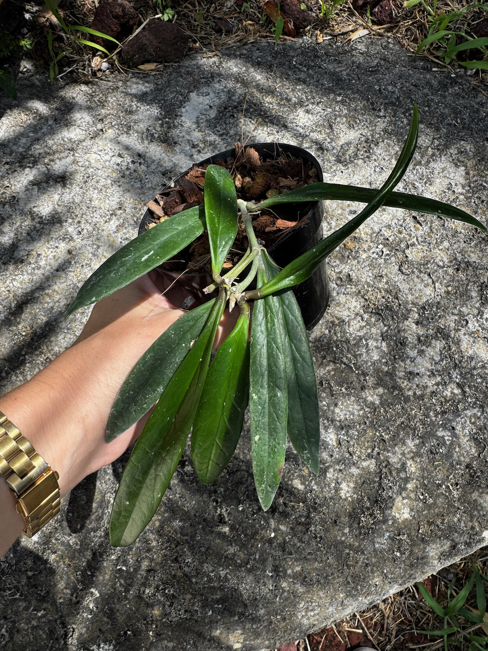 Hoya Sulawesiana 4" Pot