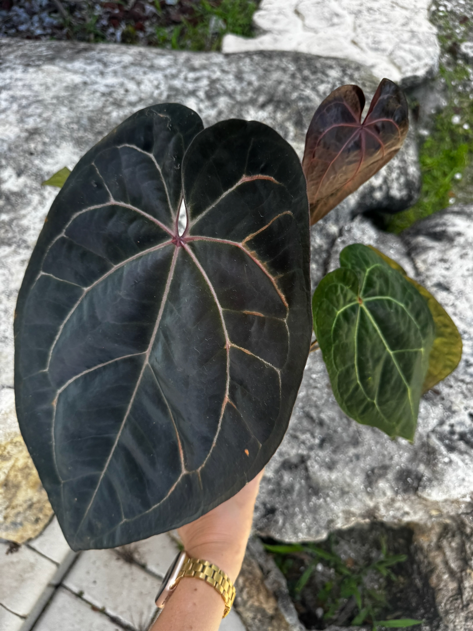 Anthurium Ace of Spades Dark Form Tezula x (Michelle x Zara) Hybrid