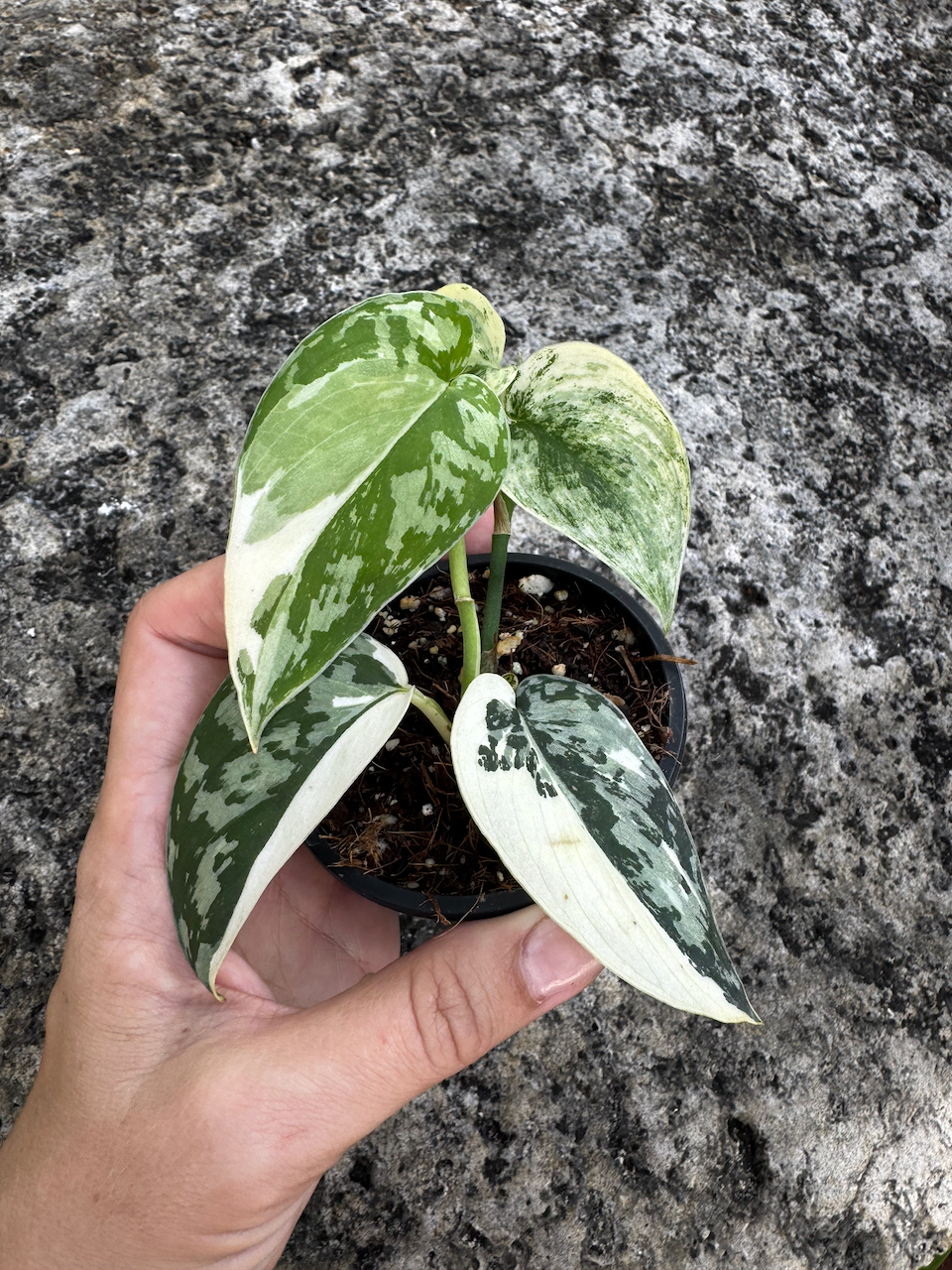 Beautifully Variegated Scindapsus Mayari in 3" Pot