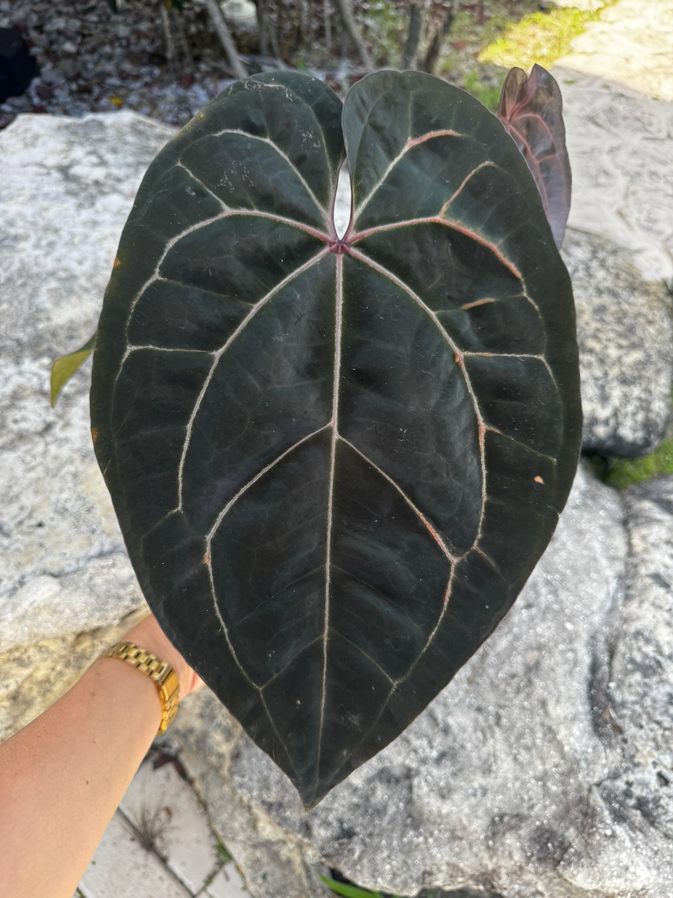 Anthurium Ace of Spades Dark Form Tezula x (Michelle x Zara) Hybrid