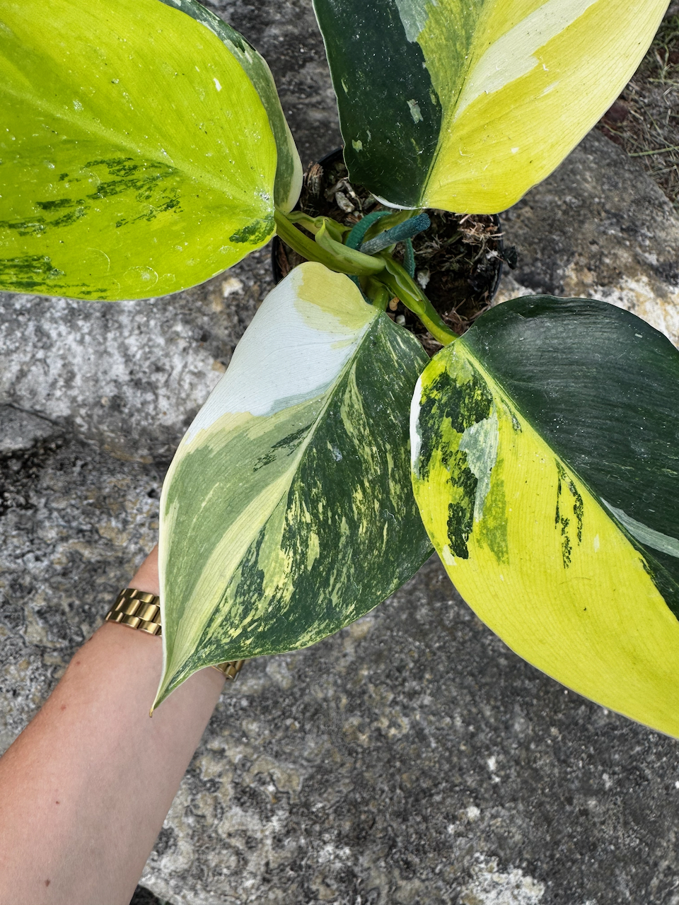 Philodendron White Wizard Tricolor 