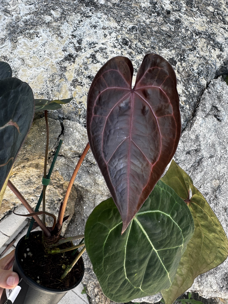 Anthurium Ace of Spades Dark Form Tezula x (Michelle x Zara) Hybrid