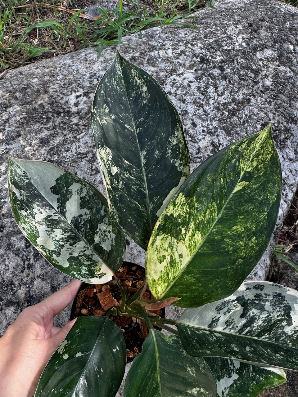 Aglaonema Siam Jade Variegated 4" Pot