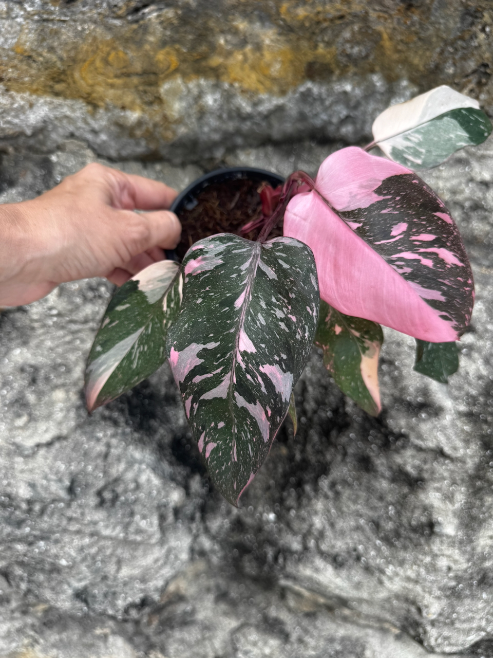 Variegated Philodendron Pink Princess "Galaxy" 4" Pot