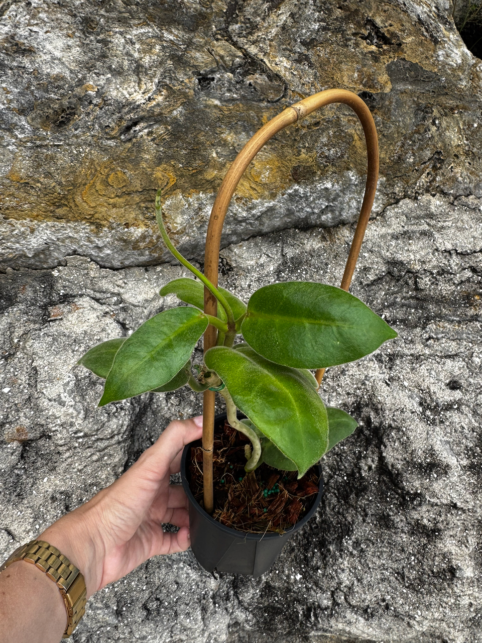 Hoya Calycina "Stargazer" 4" Pot with Trellis