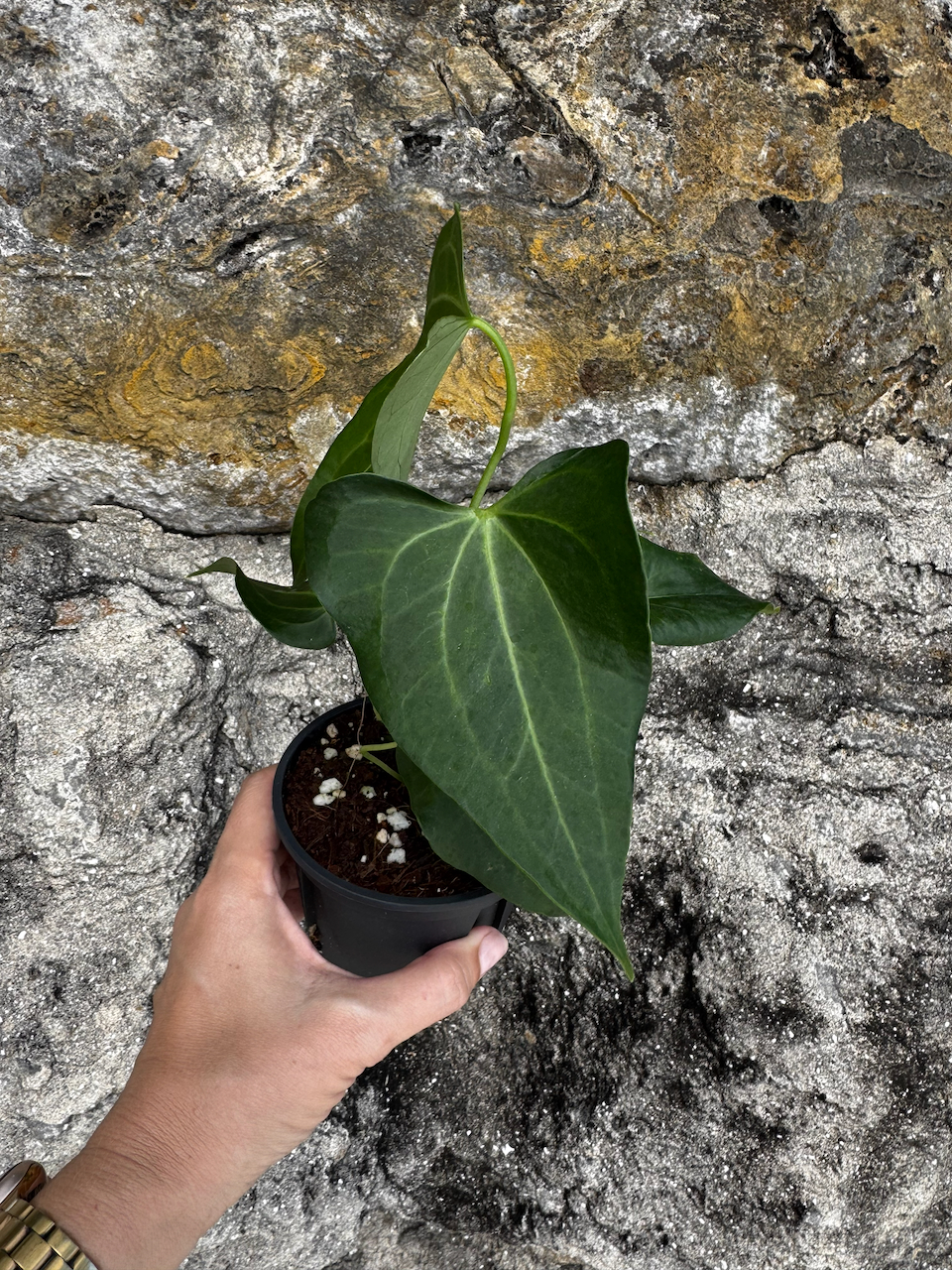 Anthurium Delta Force 4" Pot