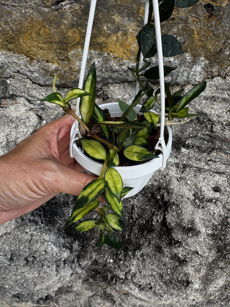 Hoya Lacunosa Variegated 3" Hanging Pot