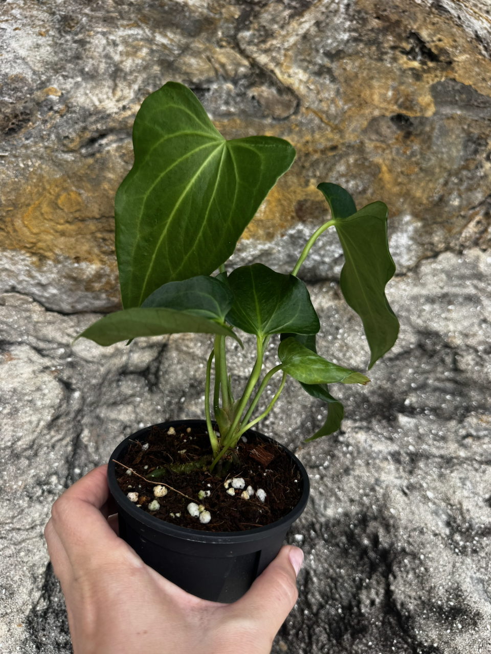 Anthurium Delta Force 4" Pot