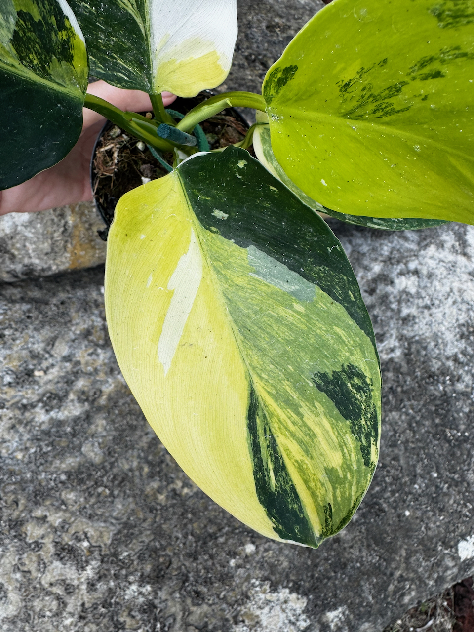 Philodendron White Wizard Tricolor 