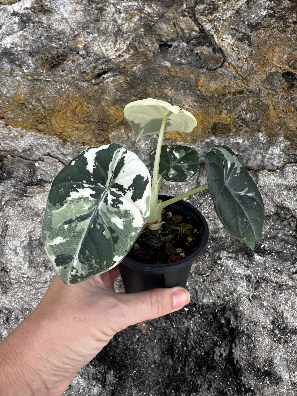 Alocasia Maharani Albo 3" plant