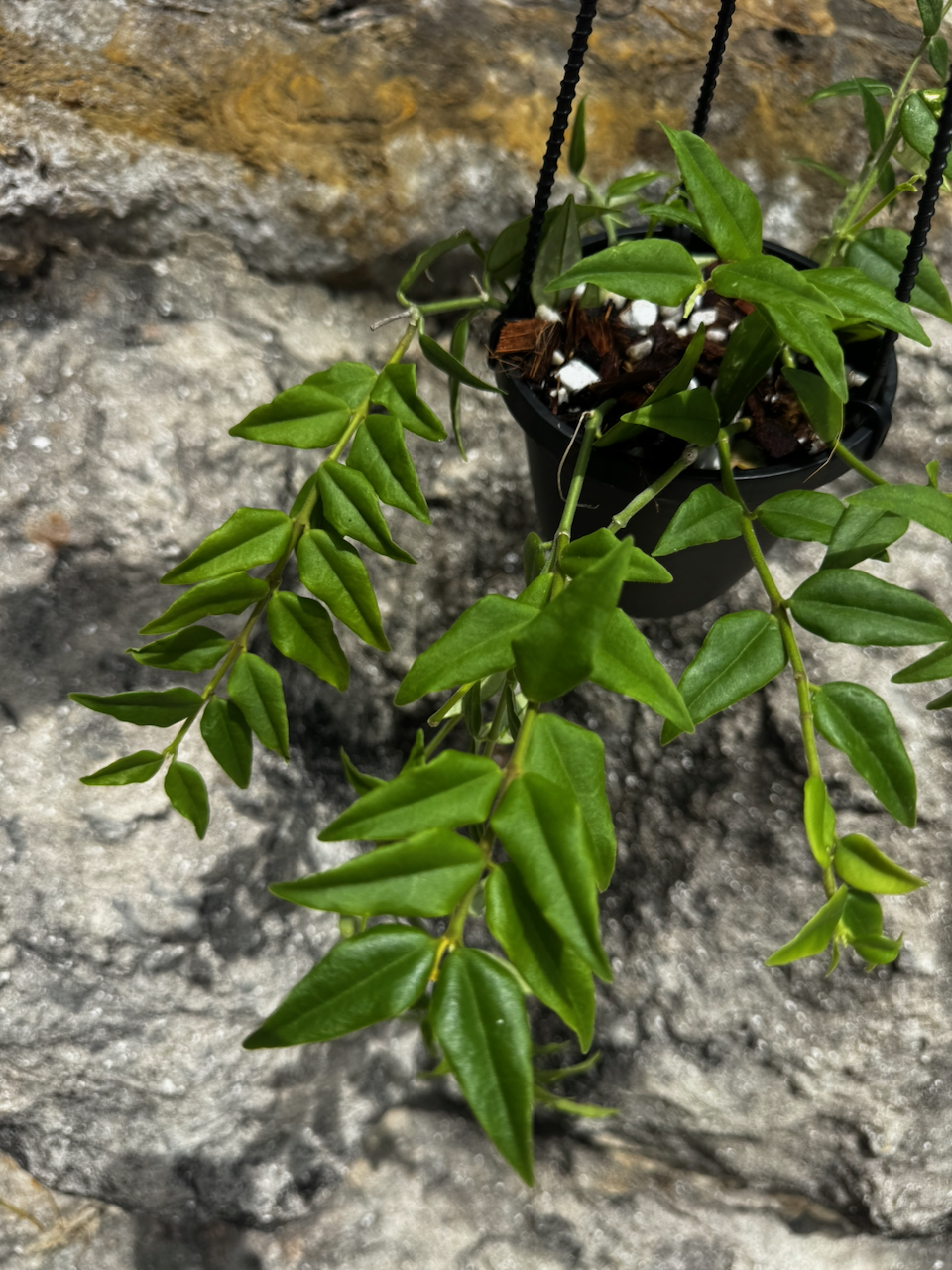 Hoya Bella 4" Hanging Basket