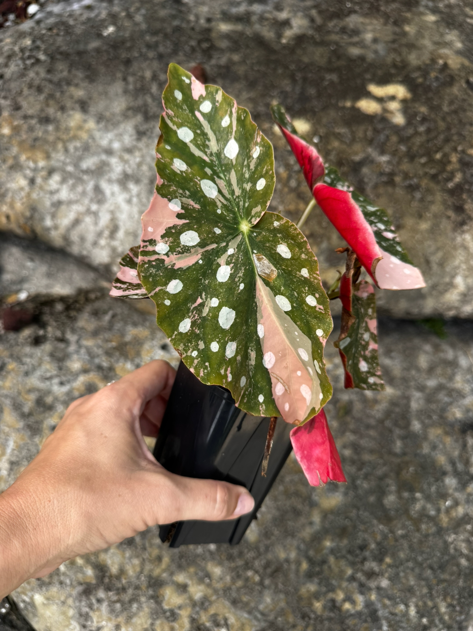 Begonia Maculata Variegated Pink