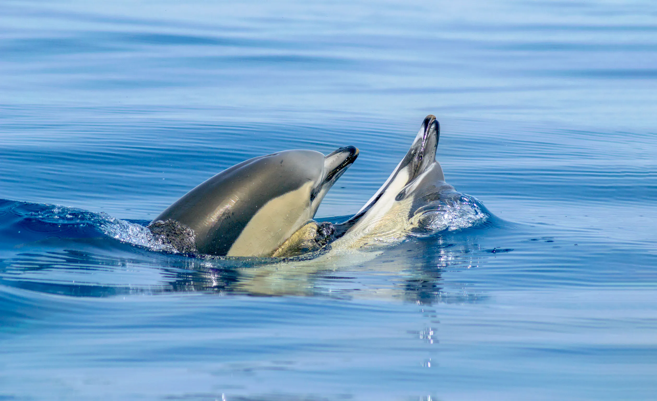 Catamaran trip along the Algarve coast + Dolphins and the Benagil Caves