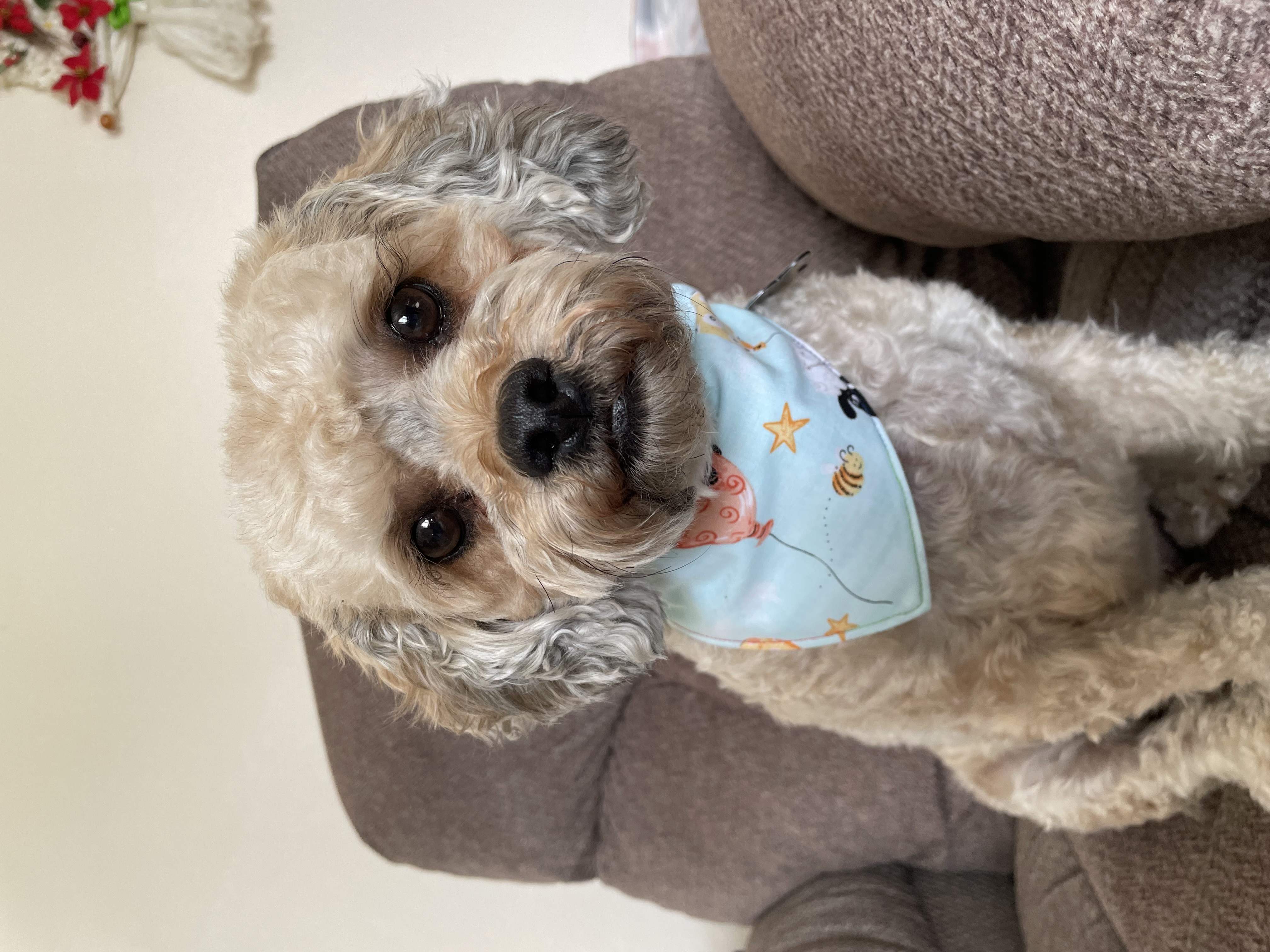 Dog Kerchiefs