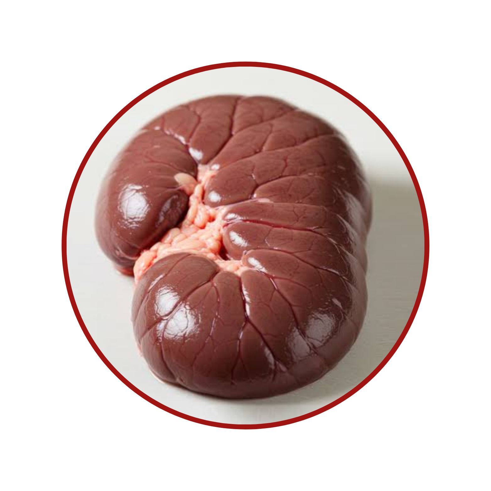 Beef Kidney