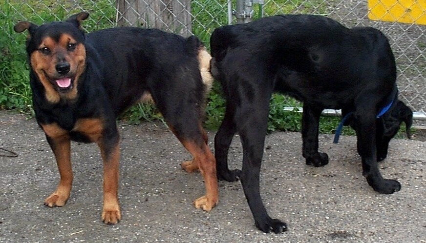 Dog Crossing ( Mating )