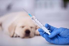 Dog Vaccination