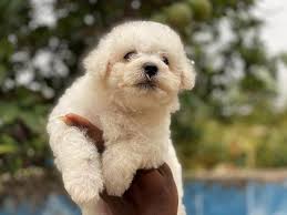 White Puppy
