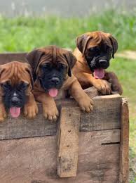 Boxer Puppies