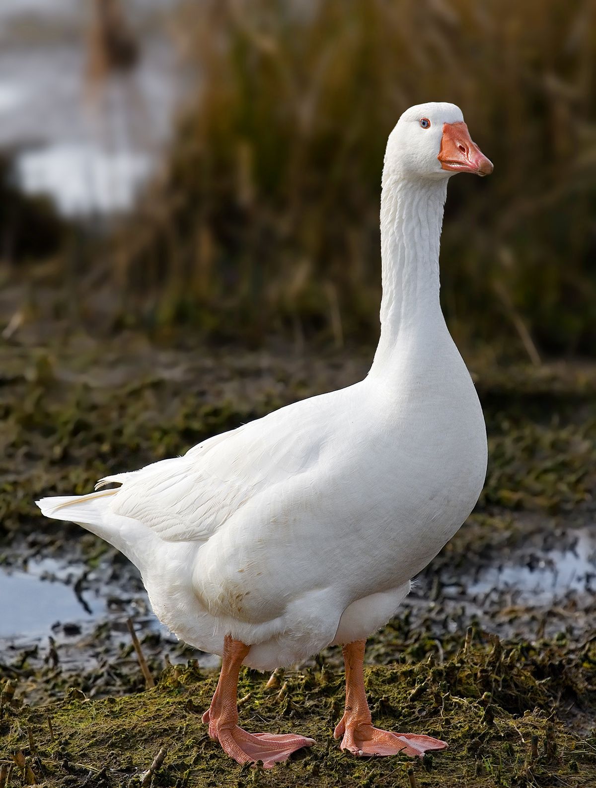Live Domestic Goose