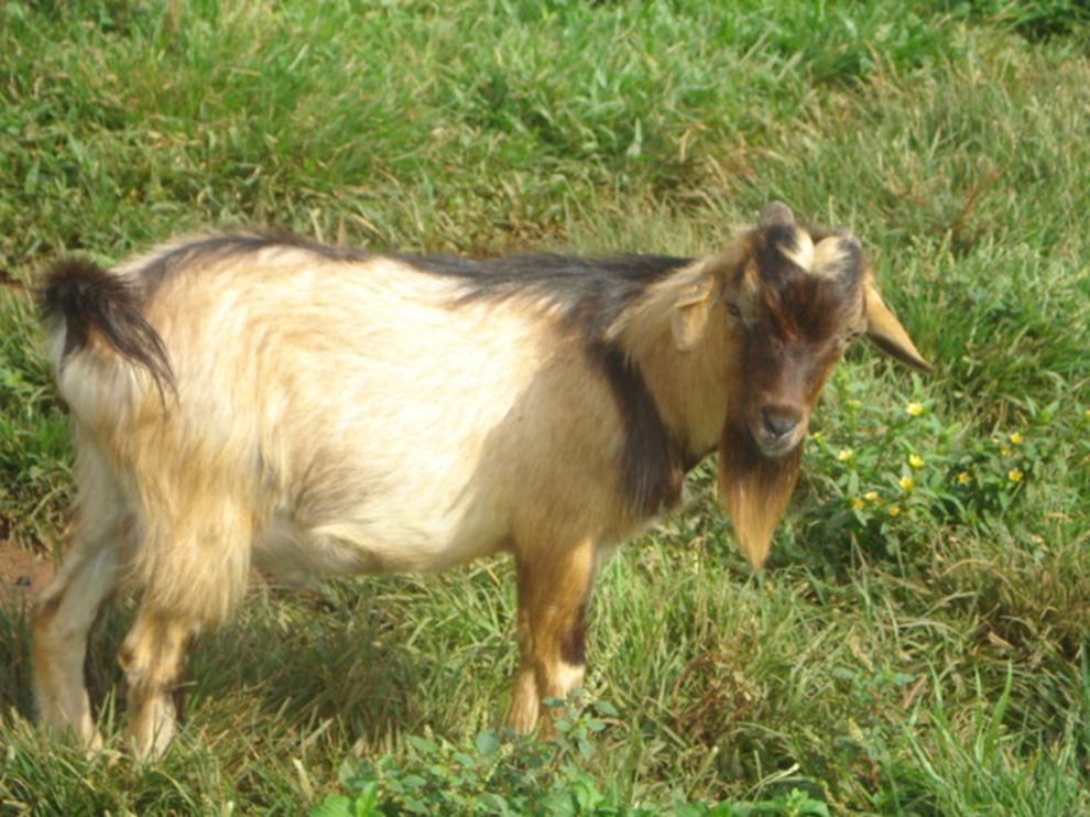 Healthy Billy Goats for Sale