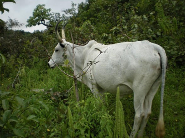 White Zebu Cow