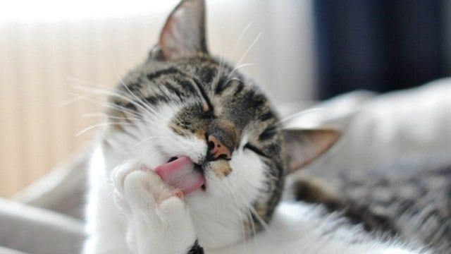 Toilettage Chat Brossage