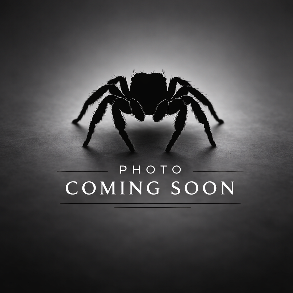 Phidippus Audax Adult - Female