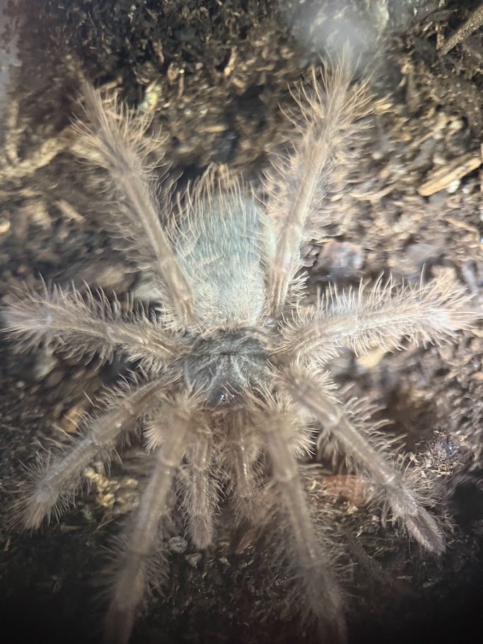 Theraphosa blondi 1.5"