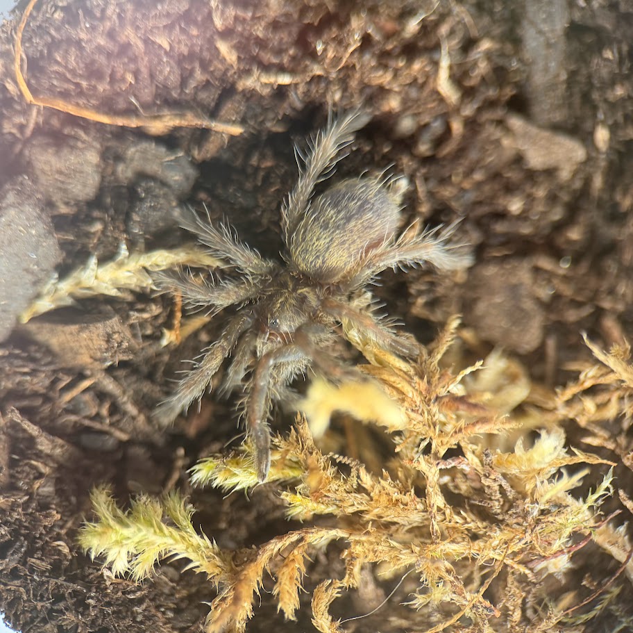 Ceratogyrus darlingi - 1"