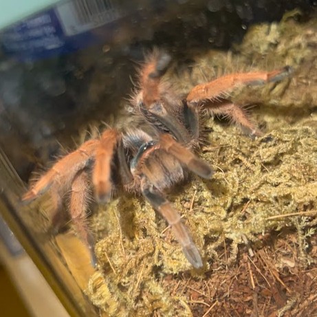 Megaphobema Robustum 3+” - Unsexed