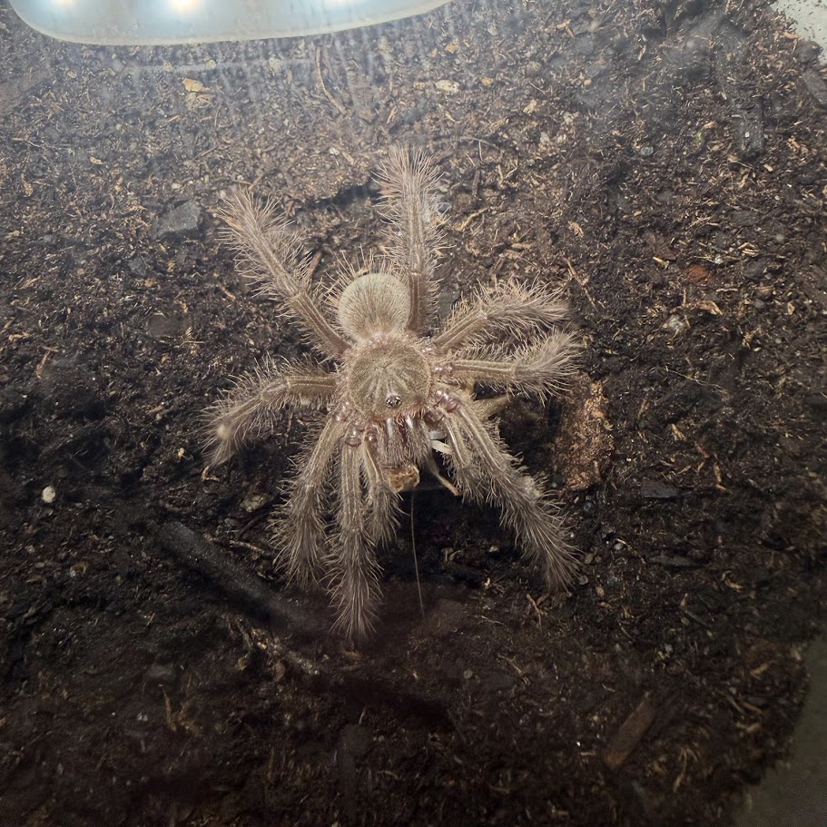 Theraphosa blondi 1.5"