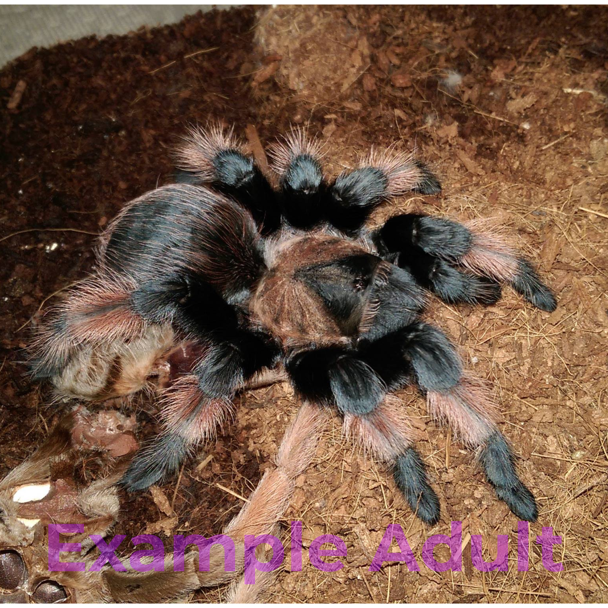 Brachypelma emilia - 0.5"
