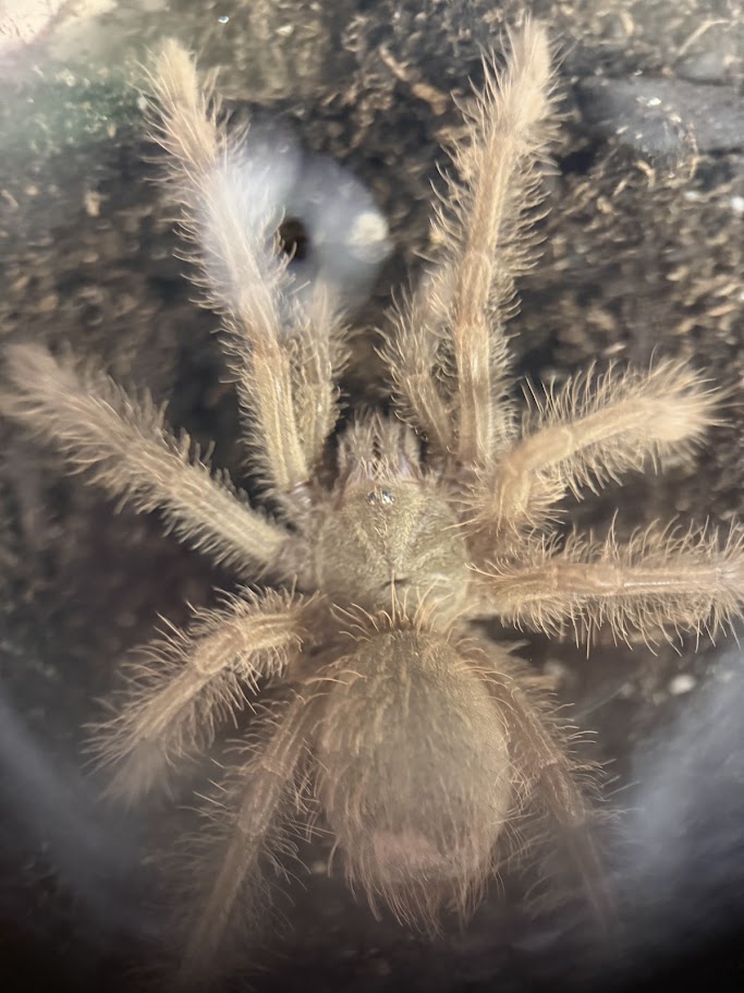 Theraphosa blondi 1.5"