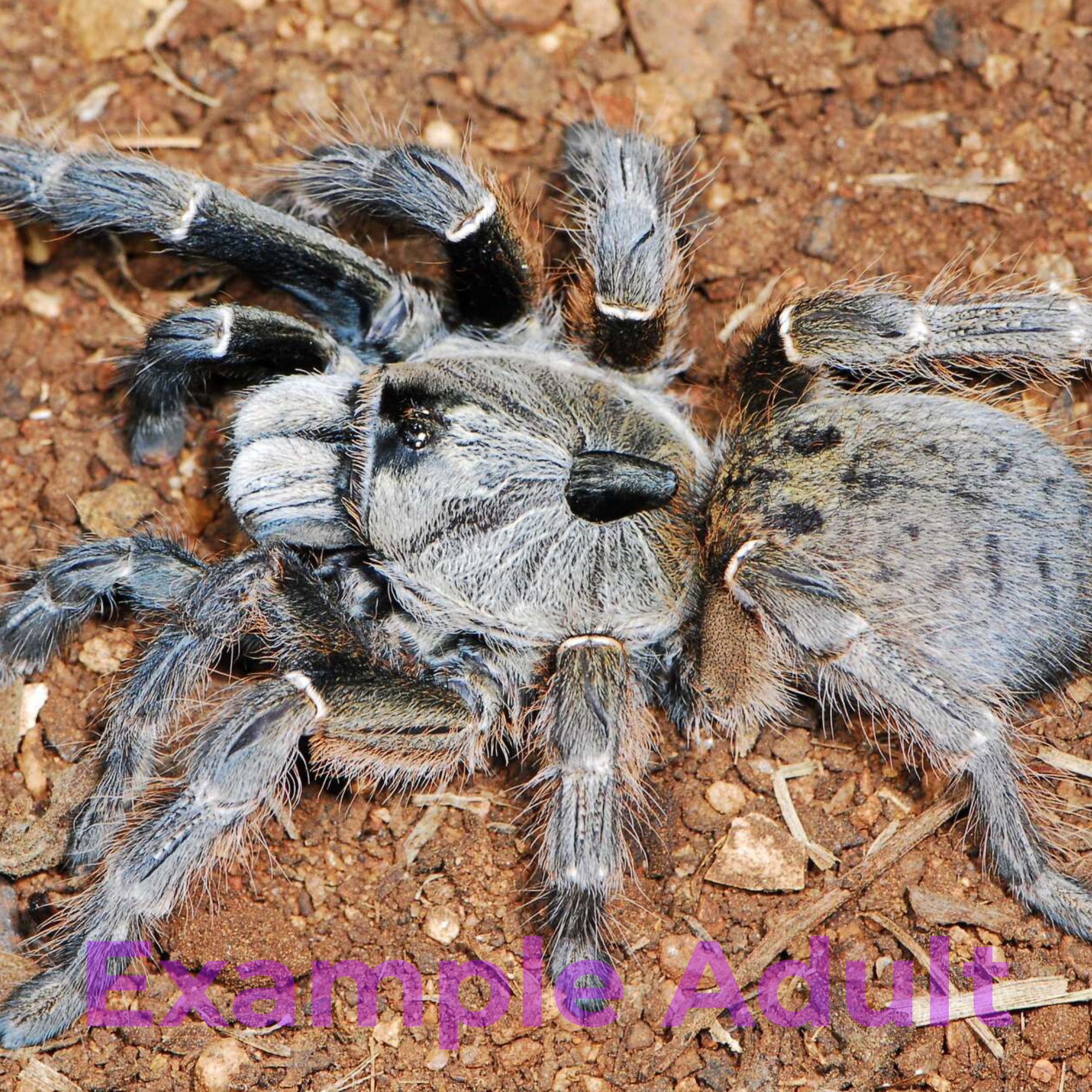 Ceratogyrus darlingi - 1"