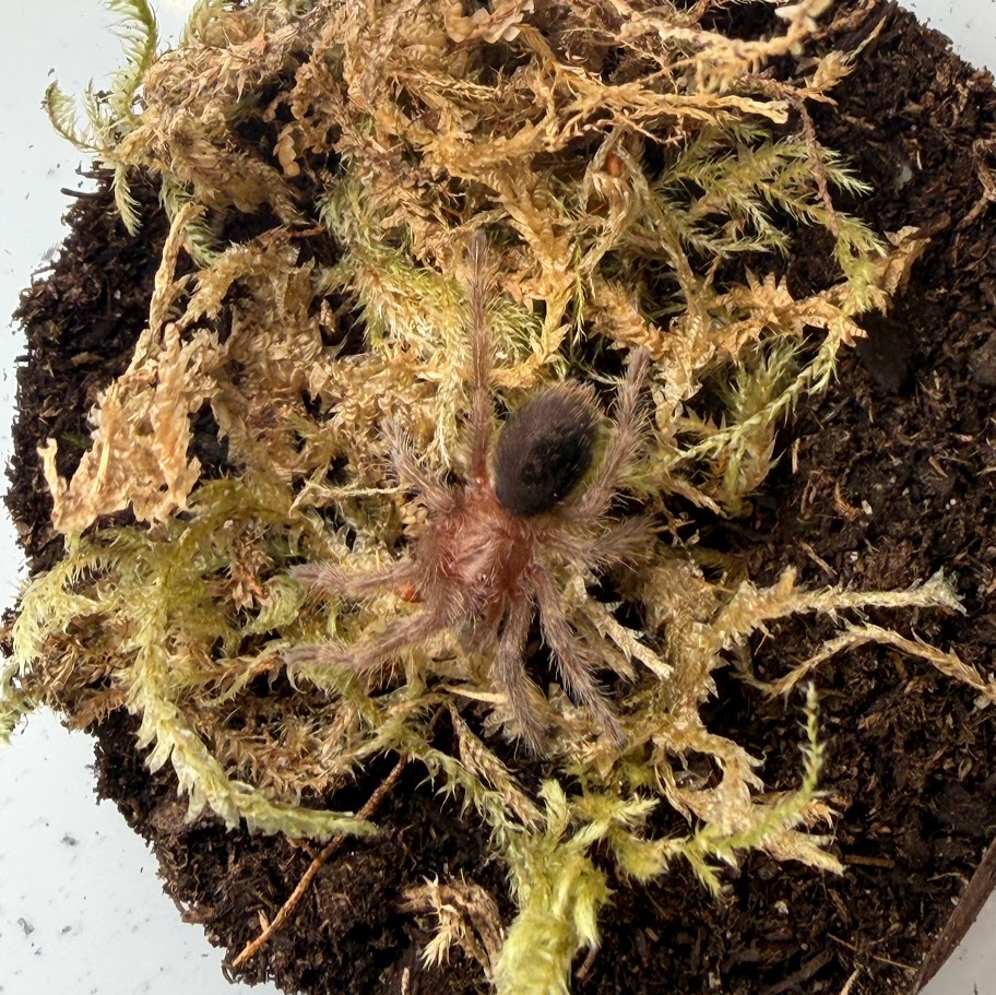 Grammostola pulchra - 1"