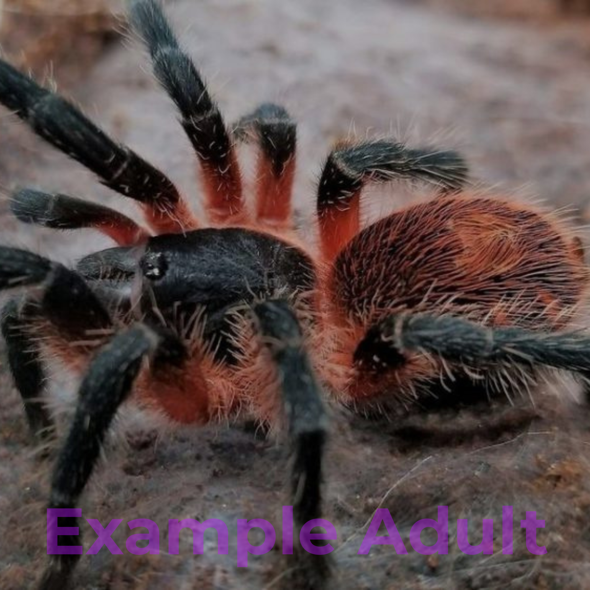 Davus sp. Panama 0.5"