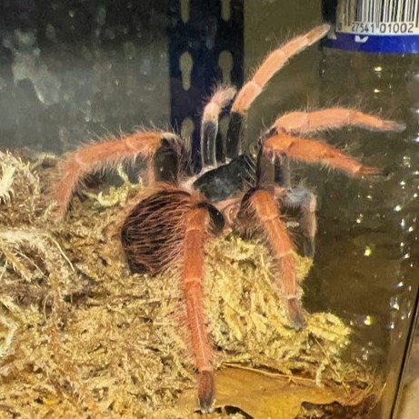 Megaphobema Robustum 3+” - Unsexed