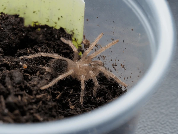 Brachypelma emilia - 0.5"